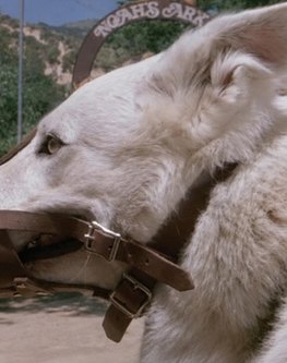 The white dog, muzzled